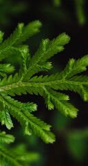 Closeup of leaf, plant and flower