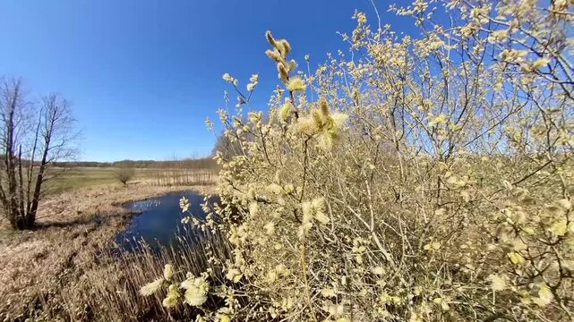 Fr&uuml;hling in Deutschland - Pollenflug und Allergene f&uuml;r Pollenallergiker und Menschen mit einer Pollenallergie