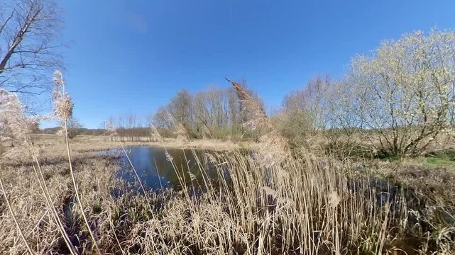 Fr&uuml;hling in der Natur am Teich in Deutschland - Pollenflug und Allergene f&uuml;r Pollenallergiker