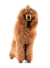 standard poodle in studio