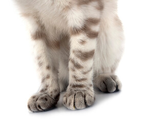 Fototapeta premium bengal kitten in studio