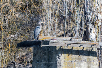 Great Blue Heron on an old concrete piling, Hells Canyon, Idaho