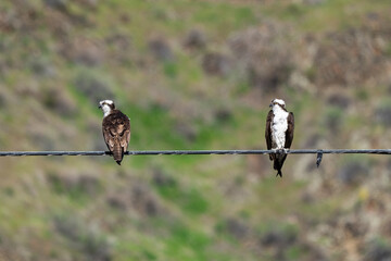 Two Osprey on a powerline near Asotin in Hells Canyon, Washington