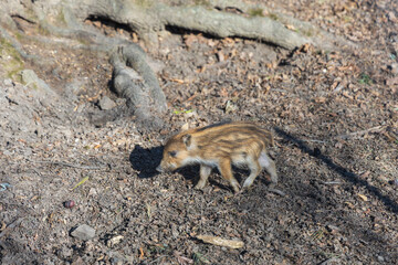Wild boar - Sus scrofa - in the forest and by the in its natural habitat. Photo of wild nature