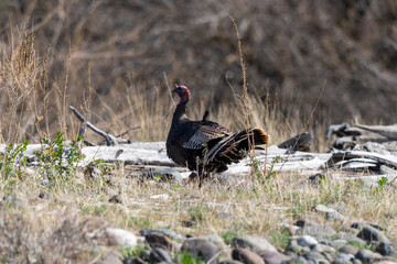 Fototapeta premium Wild Turkey in Hells Canyon near the confluence of the Grande Ronde River which is a tributary to the Snake River near Rodgersburg, Washington