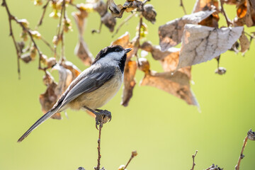 Black-capped Chickadee near Cache Creek in Hells Canyon, Oregon