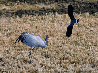 Common crane (Grus grus)
