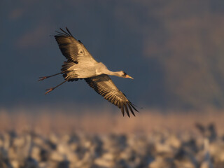 Common crane (Grus grus)