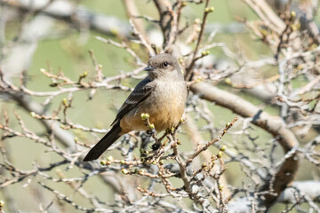 Say's phoebe perched on a tree near Heller Bar, Hells Canyon, Washington