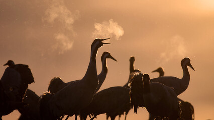 Common crane (Grus grus)
