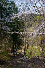 春の日差しを浴びる桜