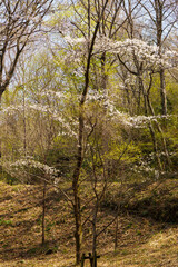 春の日差しを浴びる桜