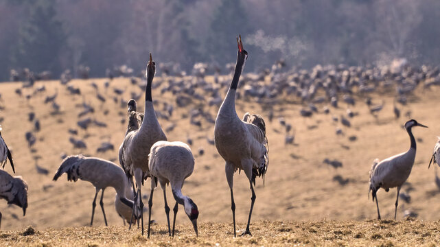 Common crane (Grus grus)