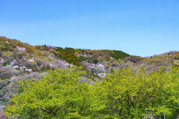 山桜の咲く山から望む春の山並み