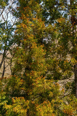 これから花粉を巻き散らす杉の穂