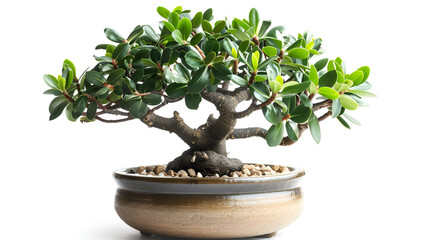 Bonsai Tree: Miniature Evergreen in Pot, Japanese Art