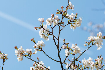 春の日差しを浴びる桜