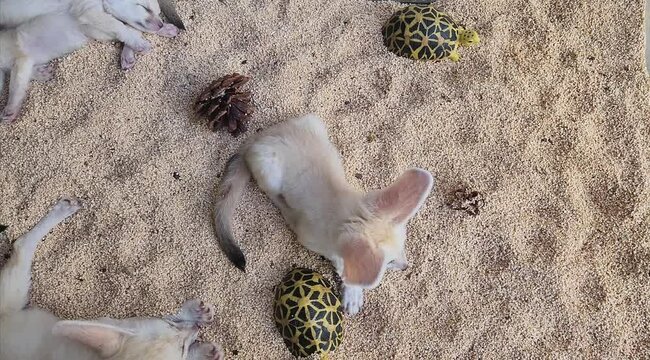 Fennec fox (Vulpes zerda) moving while other foxes sleeping on a desert sand 