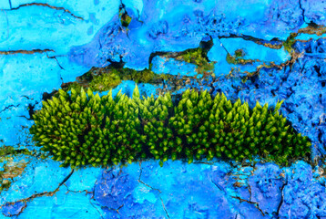 Close-up green moss in crack of rotten blue painted wood