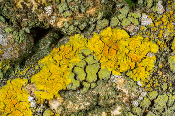 Different types of lithophilic crustose lichens growing on coastal rocks near the Black Sea, Ukraine