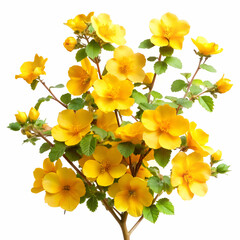 California Flannelbush on white background
