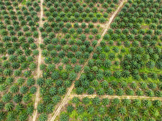 Aerial view of palm plantation in Kudat Sabah Borneo