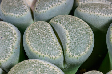 Mesembs Lithops terricolor - South African plant from Namibia in the collection, super succulent...