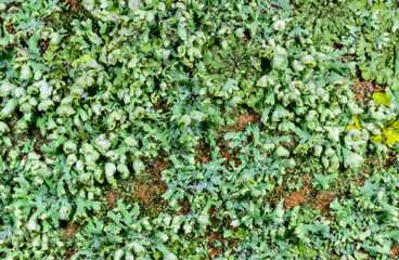 Different types of crustose lichens on a concrete pier near the Black Sea, Odessa