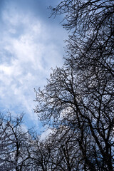 Tree branches against the sky on a clear day. Natural background with blue sky and branches.
