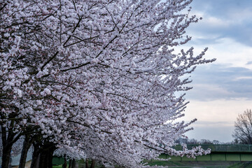 Abundantly blooming branches of Japanese cherry trees against the sky. Natural background of flowering trees in early spring.