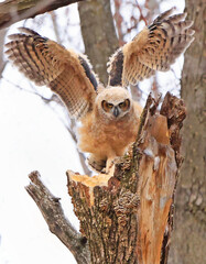 Great-horned Owl baby perched on a branch in the forest, Quebec, Canada