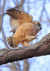 Great-horned Owl baby walking on a branch in the forest, Quebec, Canada