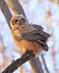 Great-horned Owl baby perched on a branch in the forest, Quebec, Canada