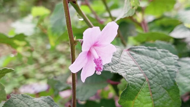 Pulutan plants (Urena Lobata) contain chemical compounds such as flavonoids, glycosides, alkaloids, tannins, stigmasterol, furocoumarin, imperatorin, mangiferin and quercetin.