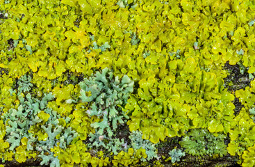 Xanthoria parietina and a consortium of different types of lichens on a thick tree branch