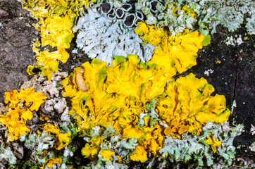 Xanthoria parietina and a consortium of different types of lichens on a thick tree branch