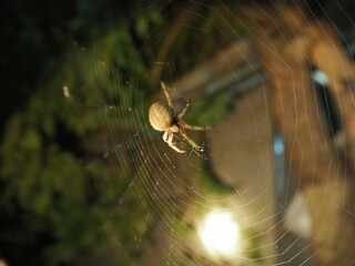 A close-up view of a spider resting in its intricate web. The spider is captured in mid-frame with the web strands radiating outwards