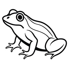 frog on white background