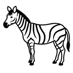 zebra isolated on white background