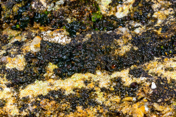 Black crustose lichen with reproductive organs growing on coastal rocks near the Black Sea, Ukraine