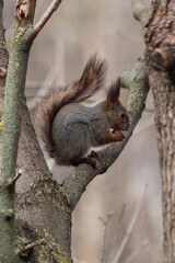 Adorable cute little fluffy red curious hungry squirrel recently out of hibernation after winter sitting on a tree branch eating a nut in a park in spring.