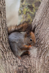 Adorable cute little fluffy red curious hungry squirrel recently out of hibernation after winter sitting on a tree branch eating a nut in a park in spring.