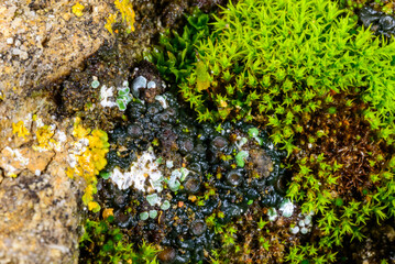 Moss and Black crustose lichen with reproductive organs growing on coastal rocks near the Black...