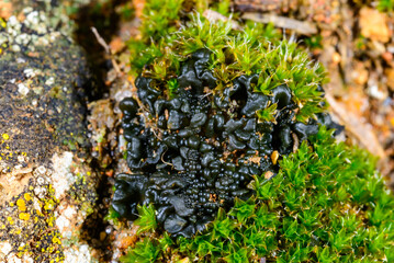 Moss and Black crustose lichen with reproductive organs growing on coastal rocks near the Black...