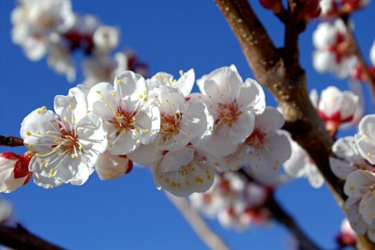 Beautiful white flowers that grow on a tree apricot - Powered by Adobe