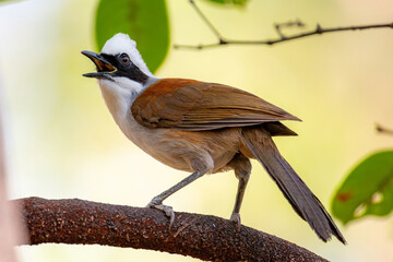White-crested laughingthrush (Garrulax leucolophus)