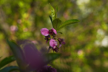 Spring landscape, beautiful spring scenes with blossoming trees