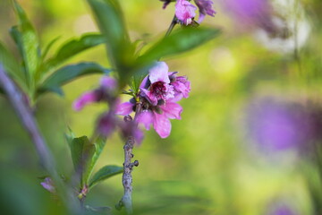 Spring landscape, beautiful spring scenes with blossoming trees