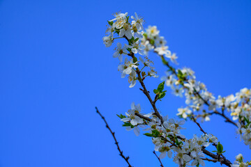 Spring landscape, beautiful spring scenes with blossoming trees