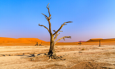 Dead Tree against Orange Dunes, Deadvlei Salt Pan, Namibia
